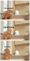 funny-orange-cat-face-expressions-pooping_large.jpg