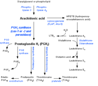 Eicosanoid_synthesis.png