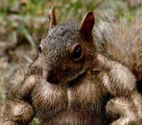 pet squirrel.jpg