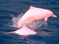 dolphin 1.jpg