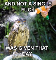 and-not-a-single-****-was-given-that-day-owl.jpg