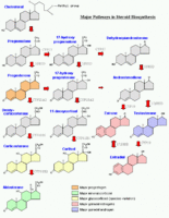 steroidogenesis.gif
