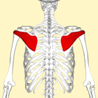 250px-Infraspinatus_muscle_back2.png