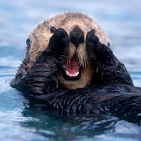 sad-otter.jpg