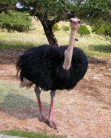 202%20disgrunteled%20ostrich.jpg