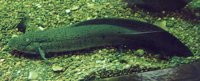 lungfish1sm.jpg