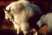 mountain-goats-t.jpg
