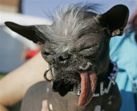 UNGLY DOG.jpg