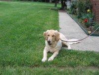 Puppy.jpg