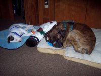 dogs puppy louwee.jpg
