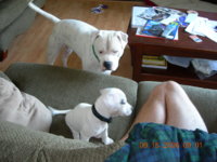 D's b-day, becca's shower, mugsy, bianca 057.jpg