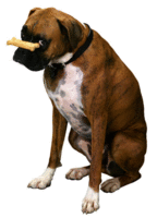DogBone.gif