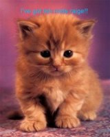 3133kittypostersbs6.jpg