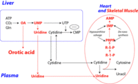 Orotic Acid.gif