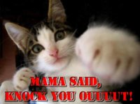 mama-said-knock-you-out-cat-cats-kitten-kitty-pic-picture-funny-lolcat-cute-fun-lovely-photo-ima.jpg