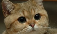 you-think-this-is-a-game-cat-600x360.jpg