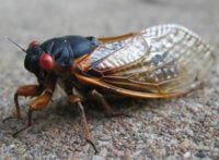 cicada83.jpg