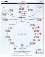 Metabolic-Oct07-3.jpg