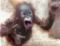 CrazyMonkey.jpg