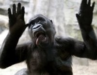 ap_gorilla_070427_ssh[1].jpg
