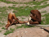705-monkey-pee-trick.jpg