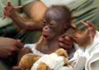 676-i-am-scary-monkey.jpg