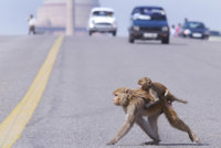 roadcrossing.jpg
