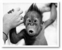 baby_gorilla[1].jpg