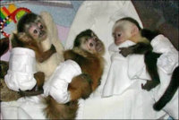 diaper monkey.jpg