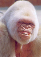 ugly.jpg