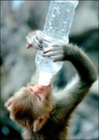 drunk_monkey.jpg