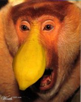 Proboscis-Monkey.jpg