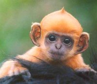cute monkey.jpg
