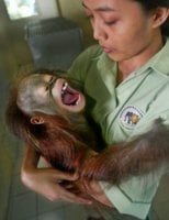 monkey_brain.jpg