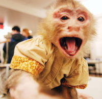 yelling monkey.jpg