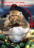 fat monkey.jpg