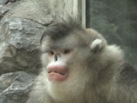 Snub-nosed+Monkey+2[1].jpg