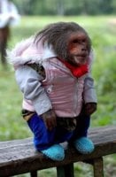 monkey in clothes.jpg
