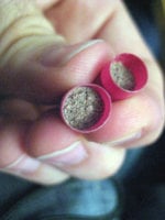 supercissus.jpg