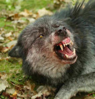 rabies_snarl.jpg