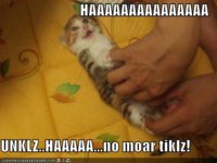 funny-pictures-kitten-tickled-on-bed.jpg