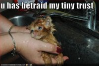 funny-pictures-orange-kitten-sink-bath-betrayal.jpg