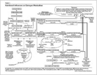 Nutritional Influences on Estrogen Metabolism.jpg