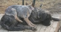 Sage_riding_the_Snoring_Bronco.JPG