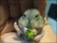 omnom.gif