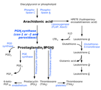 300px-Eicosanoid_synthesis_svg.png