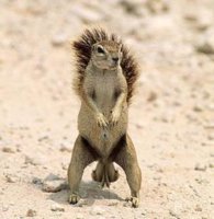 squirrel_nuts_1.jpg