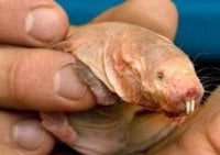 mole rat.JPG