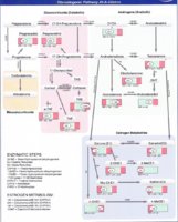 hormones_p1.jpg