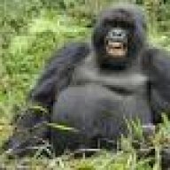 gorillamuscle